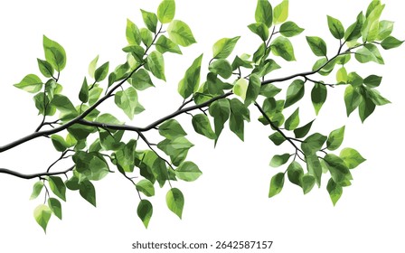 Nature vector leafy branches, transparent foliage, green tree leaves, organic design, plant art, spring nature, botanical, eco friendly illustration, leaf drawing