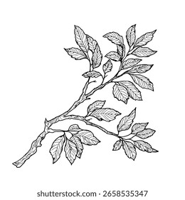 nature, vector, twig, tree, illustration, plant, vignetting, silhouette, isolated, black, tree branch, outline, floral, botanical, organic, growth, branch - plant part, simple, forest, art, doodle, he