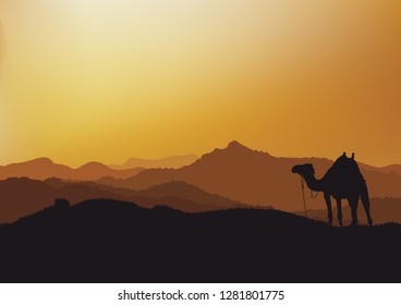 nature wilderness camel