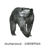 Nature or wildlife vector art sketch of a black bear that is a dangerous animal from North America in a detailed hand drawn pencil illustration that is isolated on a white background.