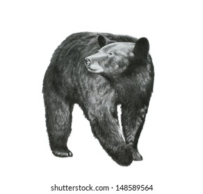 Nature or wildlife vector art sketch of a black bear that is a dangerous animal from North America in a detailed hand drawn pencil illustration that is isolated on a white background.