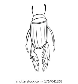 Nature zoology water scavenger beetle. Black and white vector Illustration for coloring page.