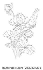 Nature's Zen: Lotus and Leaf Embrace