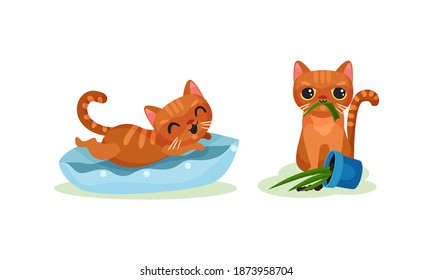 Naughty Playful Kitten Chewing Plant and Jumping on Pillow Vector Set