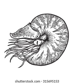Nautilus