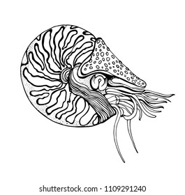 Nautilus, clam hand drawing, contour on white background, vector