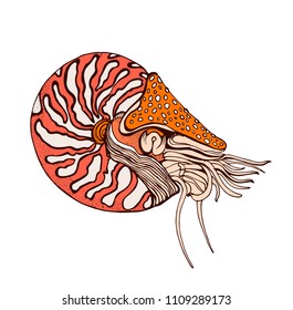Nautilus, clam, hand drawing, vector color illustration on white background