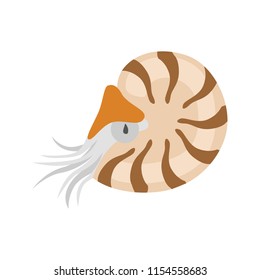 Nautilus color vector icon. Flat design