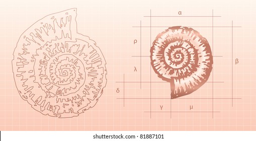 nautilus graphic