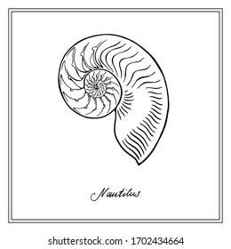 Nautilus Shell Drawing Images Stock Photos Vectors Shutterstock