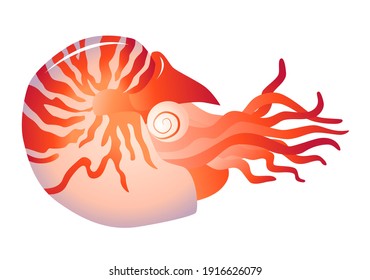 Nautilus on a white background. Colored vector illustration.