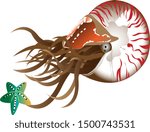 Nautilus playing with starfish in the ocean