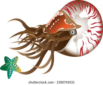 Nautilus playing with starfish in the ocean