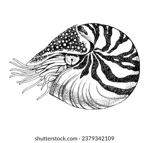 Nautilus pompilius mollusc vector art