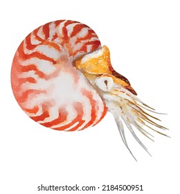 Nautilus Pompilius. Nautilus vector illustration. Marine style. Nautical picture. Exotic ocean wildlife. Underwater fauna. Aquarelle style. Clipart for logo, greeting card and design.