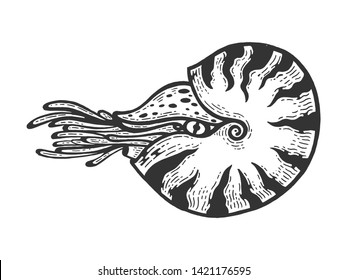 Nautilus sea Caridea animal sketch engraving vector illustration. Scratch board style imitation. Black and white hand drawn image.
