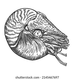 Nautilus sea shell. Marine design. Hand drawn with pen and ink. Black and white graphic sketch of spiral seashells. Underwater inhabitants. Undersea fauna. Isolated on white background.