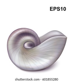 Nautilus sea shell on white. Vector illustration