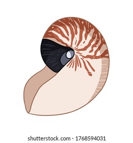 Doodle colorido de la cáscara de Nautilus aislado en ilustración vectorial de fondo blanco. Arte de la concha marina dibujada a mano