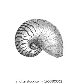 Nautilus shell hand drawing in dotwork style. Vector illustration