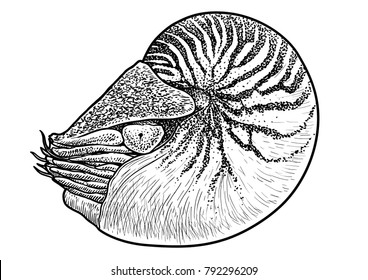 Nautilus Shell Drawing Images Stock Photos Vectors Shutterstock