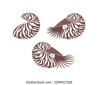 Nautilus shell. Isolated nautilus on white background. EPS 10. Vector illustration

