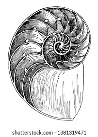 Nautilus Shell es un molusco marino pelágico de la familia de cefalópodos Nautilidae, dibujo de línea vintage o ilustración de grabado.