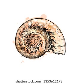 Nautilus shell section from a splash of watercolor, hand drawn sketch. Vector illustration of paints