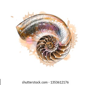 Nautilus Shell Section From A Splash Of Watercolor, Hand Drawn Sketch. Vector Illustration Of Paints
