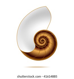 Nautilus shell. Vector illustration. Detailed portrayal. svg