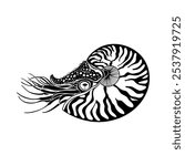 Nautilus. Silhouette on white.  Vector hand drawn illustration.  Excellent for the design of invitations, cards, menu decoration,  printing, logo, clipart and textiles. Black and white.