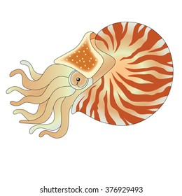 Nautilus vector illustration isolated