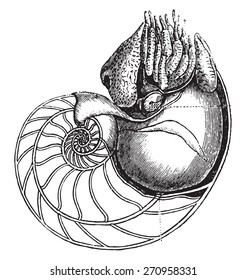 Nautilus, vintage engraved illustration. Natural History of Animals, 1880.
