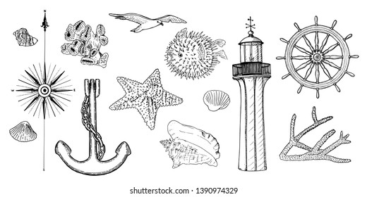 Naval set nautical symbols. Gulls, helm, steering wheel, anchor, light house, coral, shell, wind rose, swellfish, sea star, starfish,