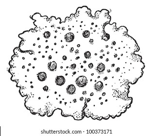 lichen drawing