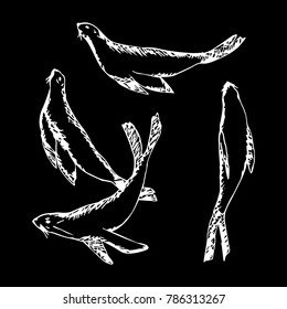Navy seals vector illustration. Doodle style. Design, print, decor, textile, paper