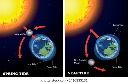 Neap and Spring tide diagram. Science education illustration