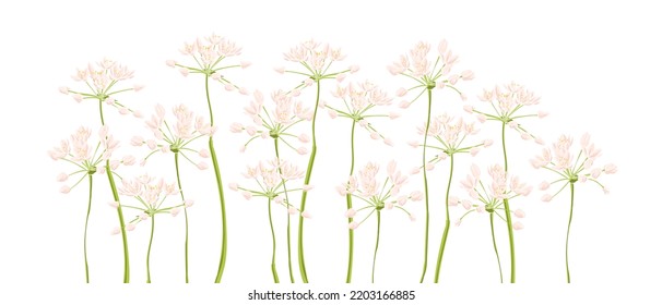 Neapolitan garlic, field flowers, vector drawing wild plants at white background, flowering meadow , hand drawn botanical illustration