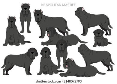 Neapolitan Mastiff, Mastino Neapolitano  clipart. Different poses, coat colors set.  Vector illustration