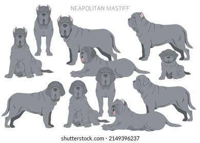 Mastiff napolitana, Mastino Neapolitano. Postas diferentes, colores de abrigo.  Ilustración del vector