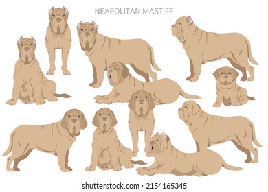 Neapolitan Mastiff, Mastino Neapolitano  clipart. Different poses, coat colors set.  Vector illustration