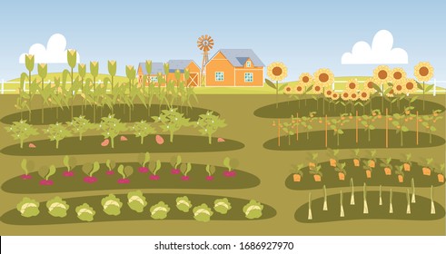 Neat Beds with Vegetables in Farmers Garden. Growing Root Vegetable, Cabbage, Corn, Sunflower, Tomato and other Product. Evenly Divided Bed in Garden Neat Farmer, in Distance Farmhouse and Barn.