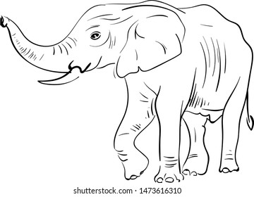 A neat sketch of a elephant in a paper, vector, color drawing or illustration.