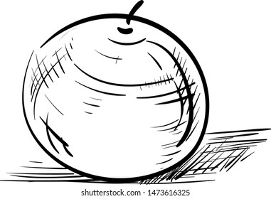 A neat sketch of an orange in a paper, vector, color drawing or illustration.