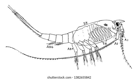 Nebalia ist eine große Gattung von kleinen Krebstieren, Vintage-Linien-Zeichnung oder Gravur-Illustration.