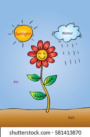  Cosas necesarias para las plantas