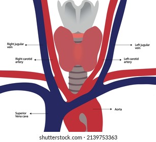 Neck Anatomy Illustration Artery Vein Vessel Stock Vector (Royalty Free