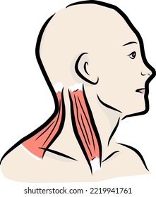 Neck Muscles Anatomy vector art. Human body medical illustration.