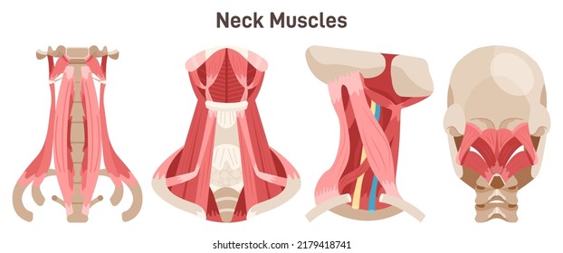 Neck muscles front, side and back view. Didactic scheme of anatomy of human muscular system. 3 main groups of muscles: superficial, suprahyoid and infrahyoid muscles. Flat vector illustration