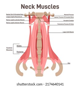 Vista frontal de los músculos del cuello. Esquema didáctico de anatomía del sistema muscular humano con leyendas anatómicas. 3 grupos principales: músculos superficiales, suprahioides e infrahioides. Ilustración vectorial plana